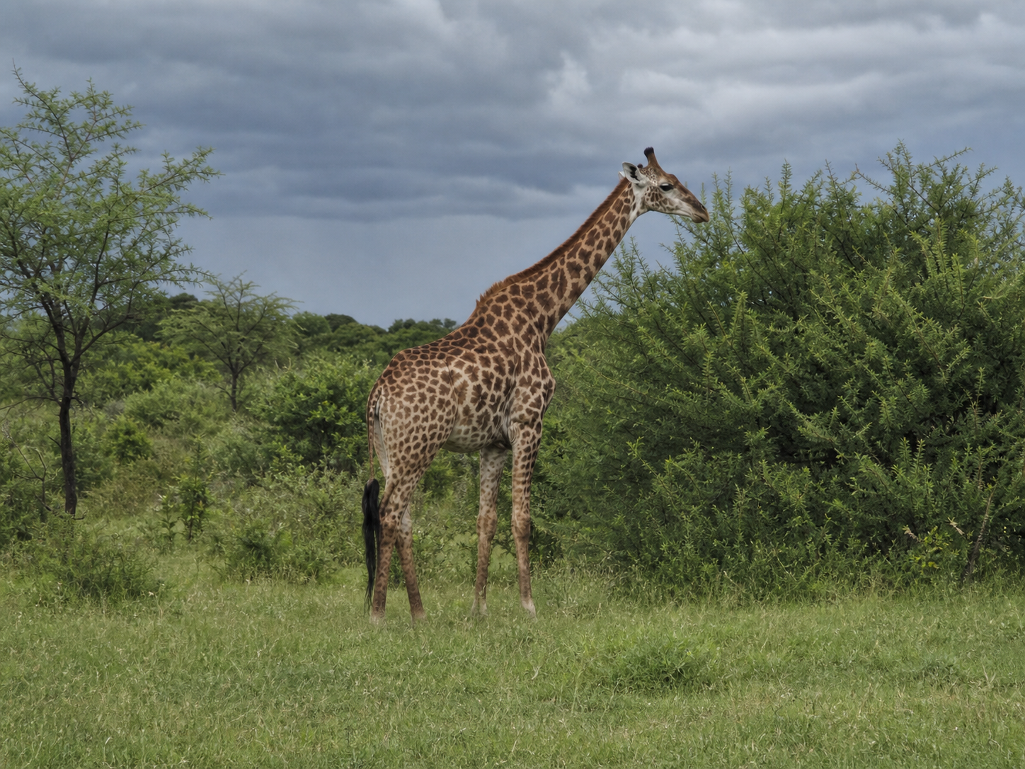 Southern Giraffe browsing in open woodland